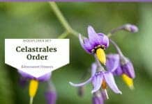 Order Celastrales