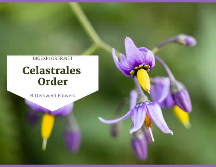 Order Celastrales