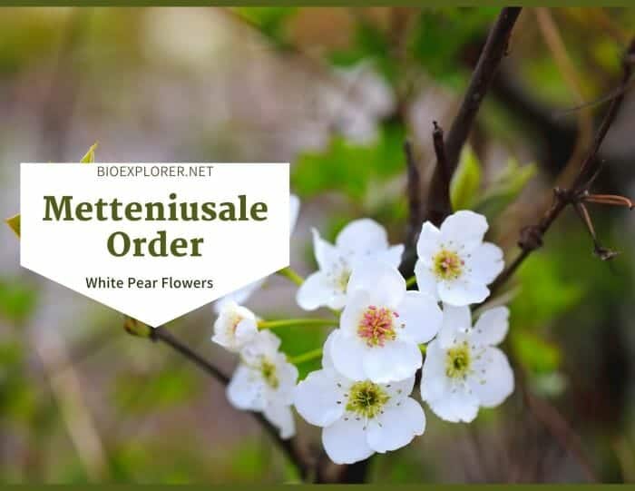 Order Metteniusales