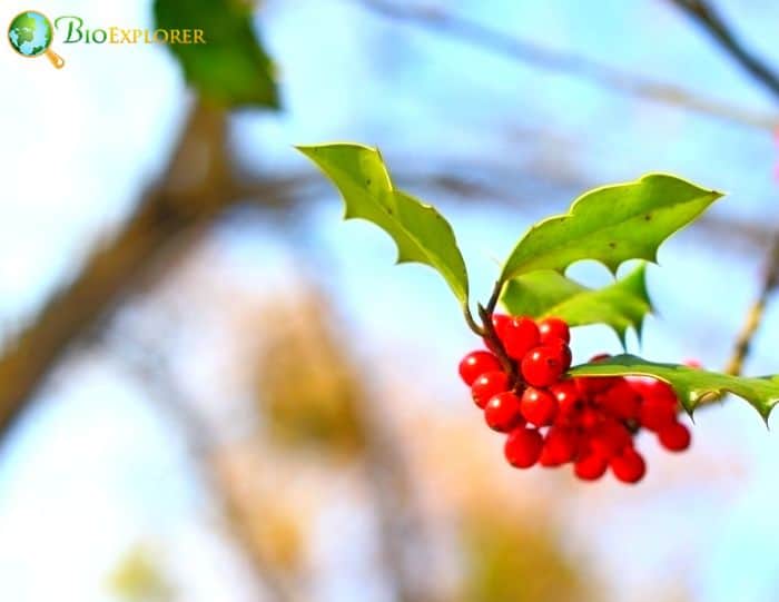 Origins of Holly Origins of Holly