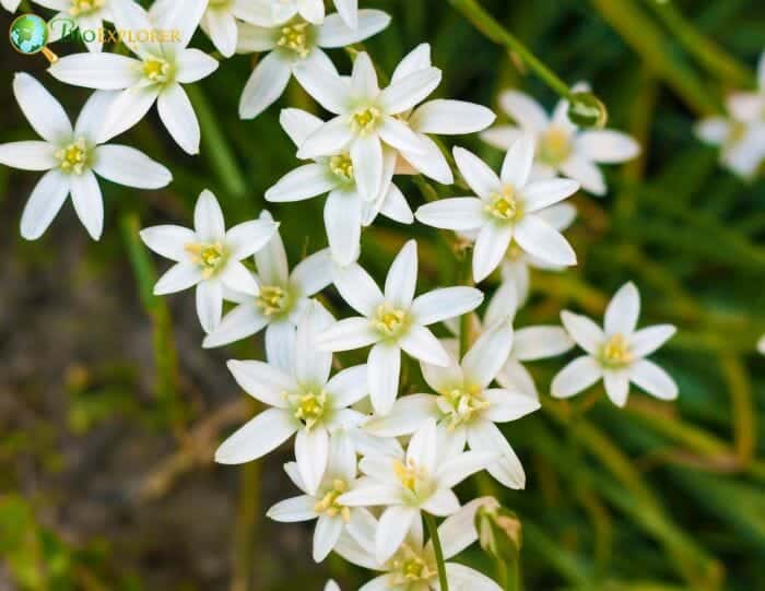 Ornithogalum