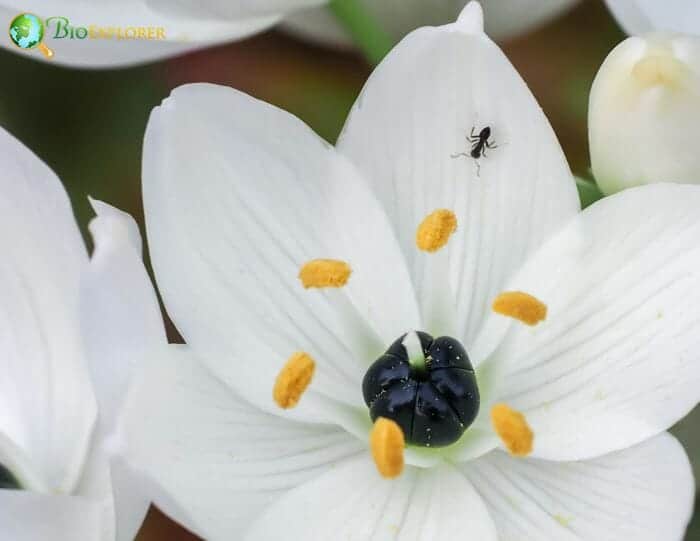 Ornithogalum Flower