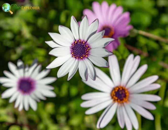 Osteospermum