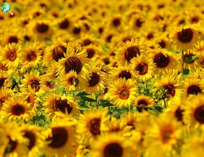 May Birth Flowers Lily of the Valley and Hawthorn Meaning & Symbolism