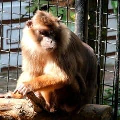 Pagai Island Macaque