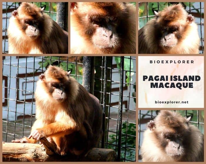 Pagai Island Macaque