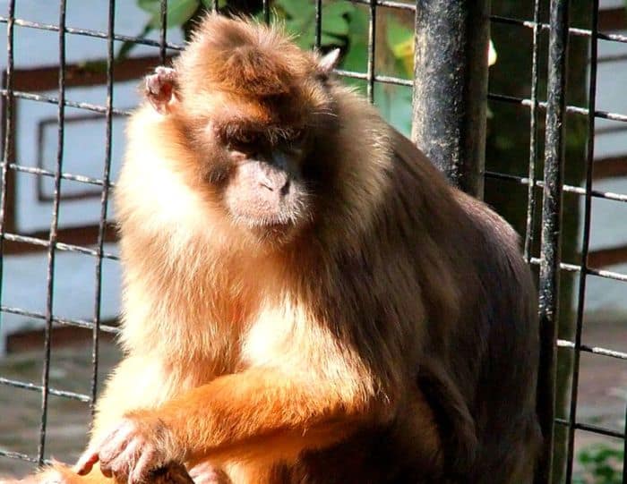 Pagai Island Macaque