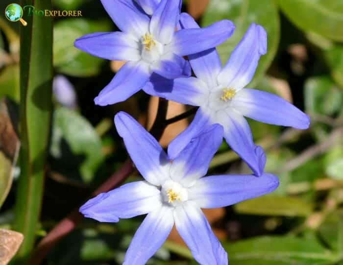 Pale Blue Glory Of The Snow Flowers