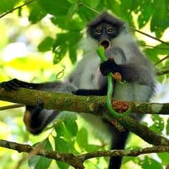 Pale-thighed Langur Pale-thighed Langur