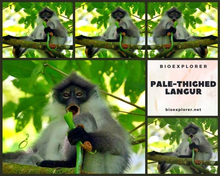 Pale-thighed Langur Pale-thighed Langur
