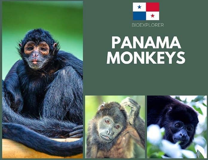 Panamian Monkeys Monkeys Living In Panama BioExplorer