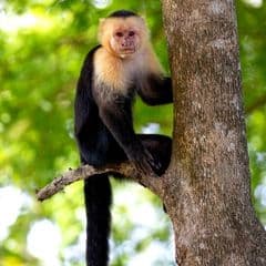 Panamanian White-faced Capuchin Panamanian White-faced Capuchin