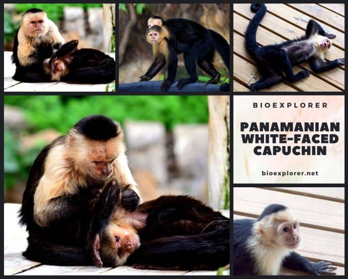Panamanian White-faced Capuchin Panamanian White-faced Capuchin