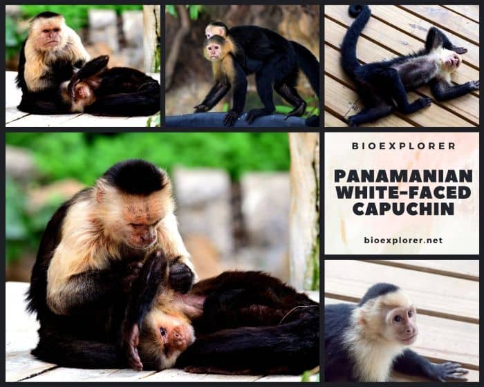 Panamanian White-faced Capuchin