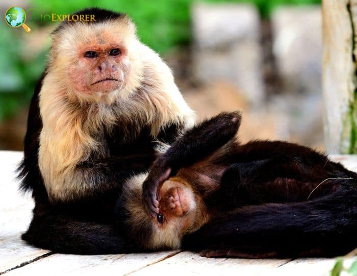 Panamanian White Faced Capuchin Panamanian White Faced Capuchin