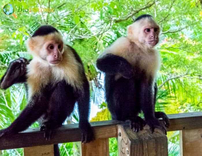 Panamanian White Faced Capuchins Panamanian White Faced Capuchins
