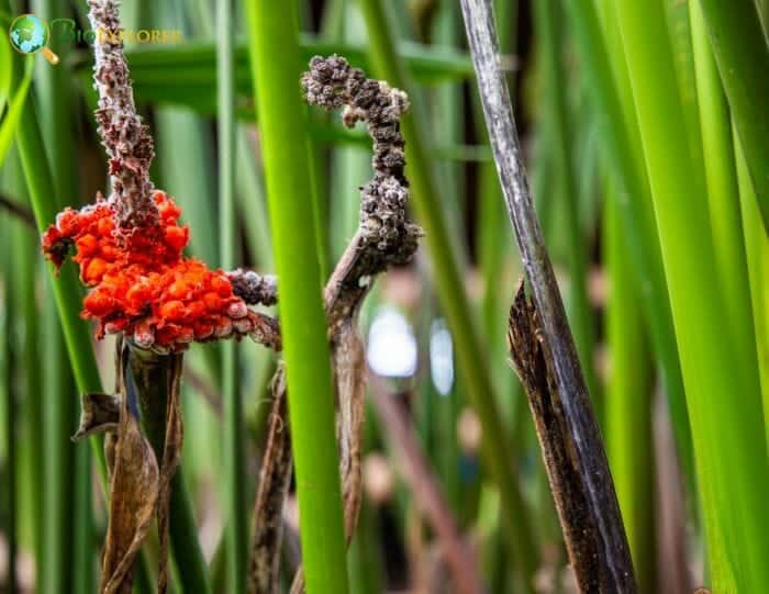 Pandanales Flowers and Reproduction Pandanales Flowers and Reproduction