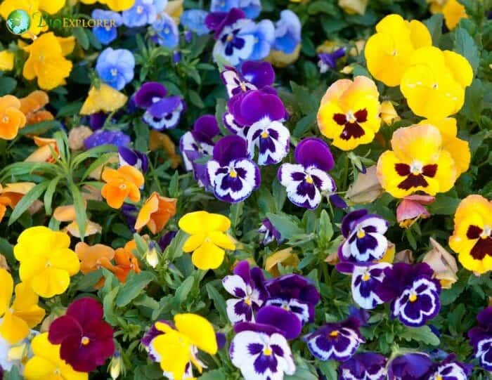 Pansy Flower