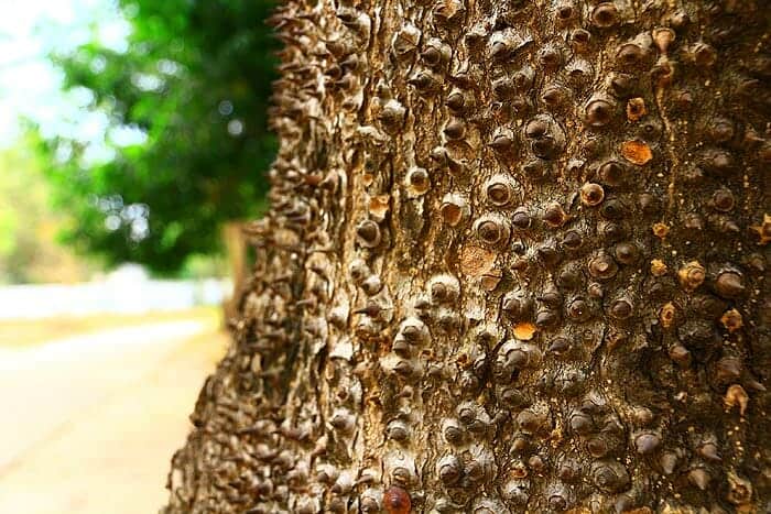 Paracryphiales Flowers And Reproduction