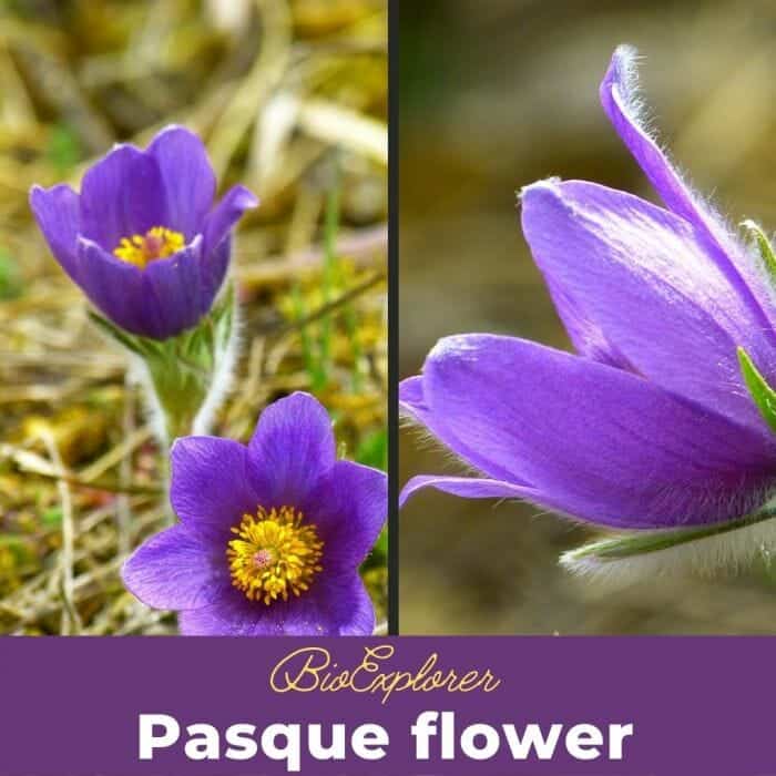 Pasque Flower