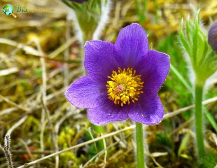 Pasque Flower