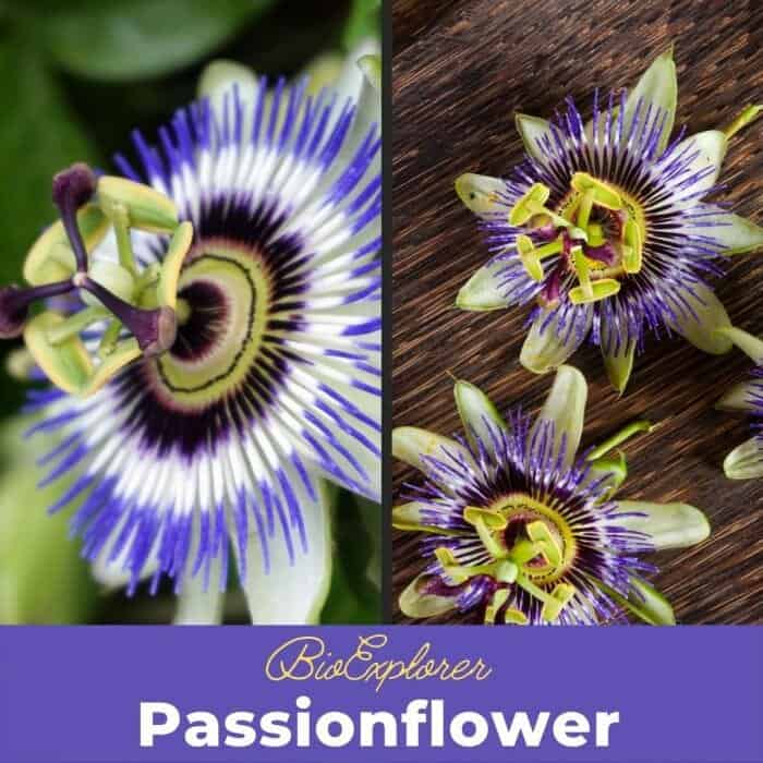 Passionflower