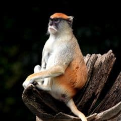 Patas Monkey Patas Monkey