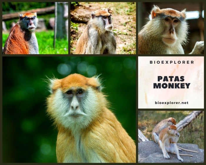 Patas Monkey