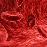 Red Blood Cells Red Blood Cells