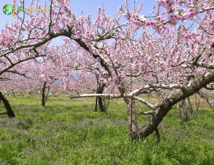 Peach blossom Flower, Prunus persica