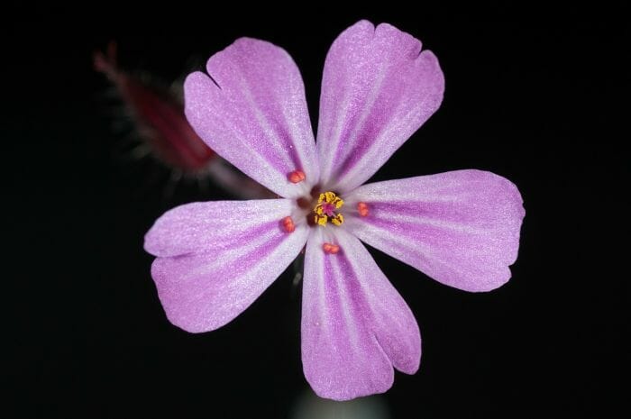 Pelargonium