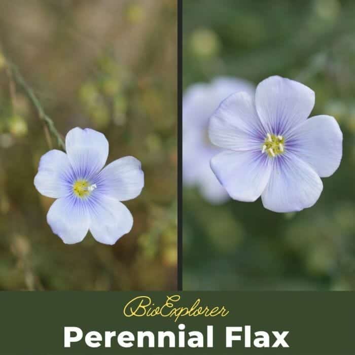 Perennial Flax