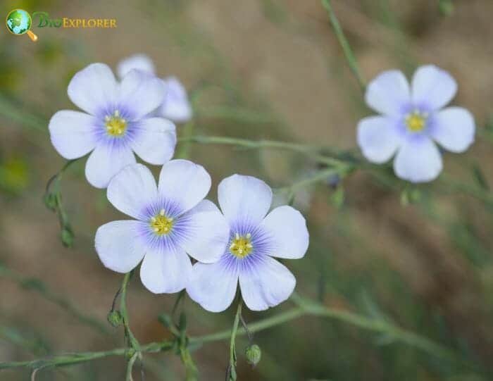 Perennial Flax