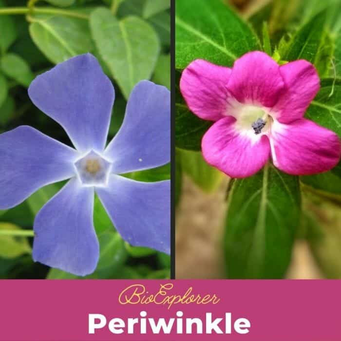 Periwinkle