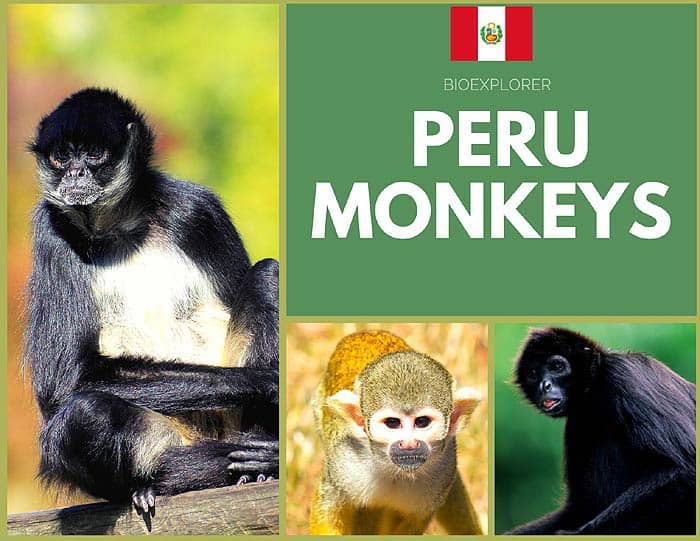 Peru Monkeys Peru Monkeys
