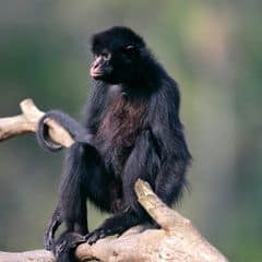 Peruvian spider monkey