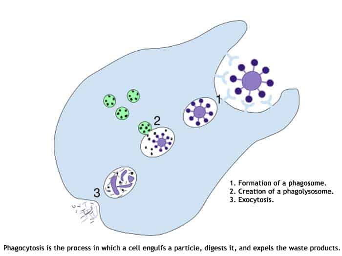 Phagocytosis Phagocytosis