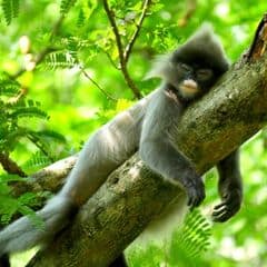 Phayre's Langur Phayre's Langur