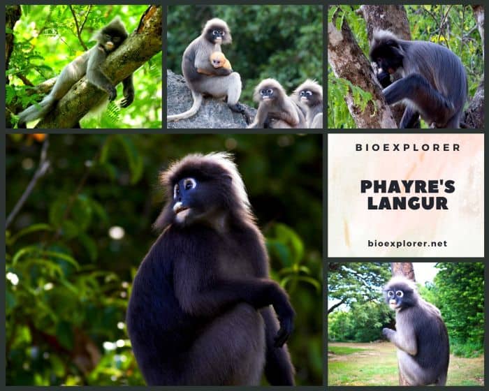 Phayre's Langur