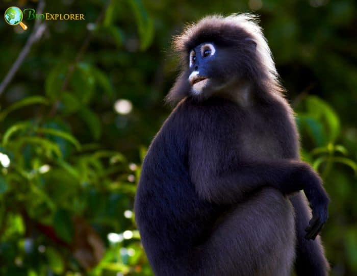 Phayre's Langur