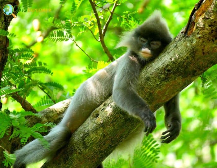 Phayres Langur