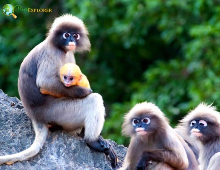 Phayre's Langurs