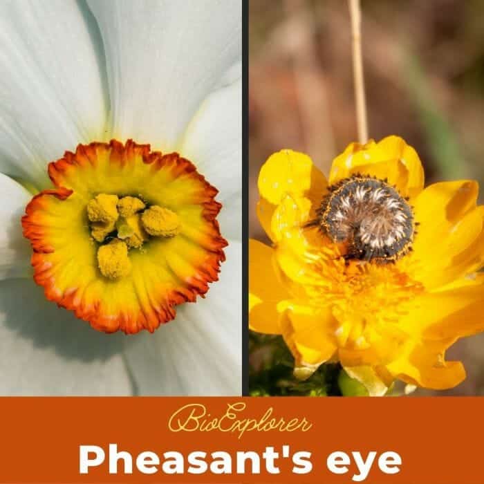 Pheasant's Eye