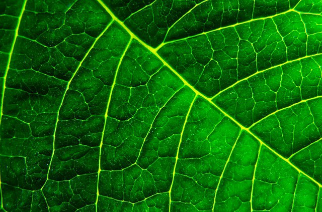 Divisions of Biology: Photobiology Divisions of Biology: Photobiology