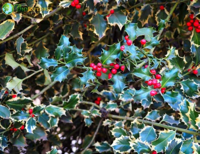 Holly: a Christmas tradition - MSU Extension