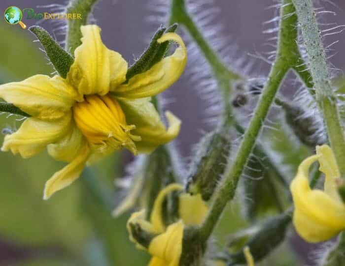 Picramniales Example Species Picramniales Example Species