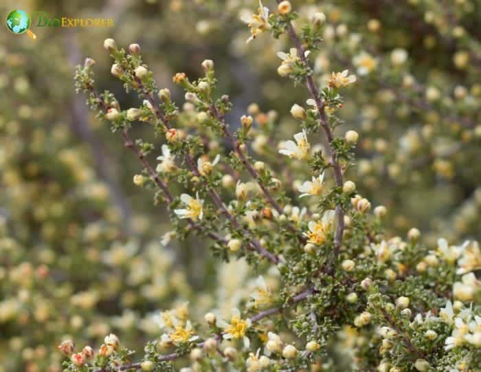 Picramniales Flowers and Reproduction