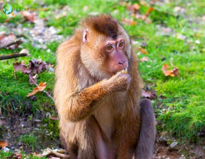 Pigtail Macaque Pigtail Macaque