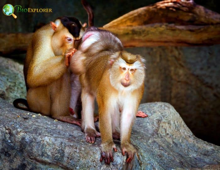 Pig-Tailed Macaque Pig-Tailed Macaque