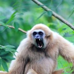 Pileated Gibbon Pileated Gibbon
